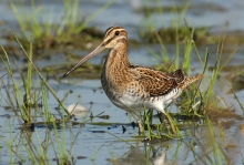Rezervatia Naturala Mlastina Vermes poza
